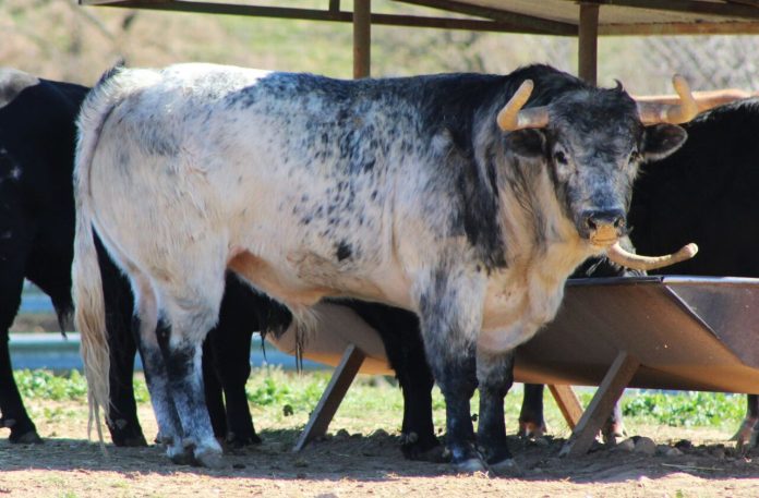 Uno de los novillos seleccionados para la cita francesa de Polo Sáiz, en imagen de la pasada primavera.