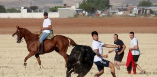 Primer encierro por el campo en Cabanillas, anticipo del de hoy Sin incidentes graves se resolvió este jueves el primer encierro por el campo dentro de las fiestas de Cabanillas. Este viernes, el segundo.
