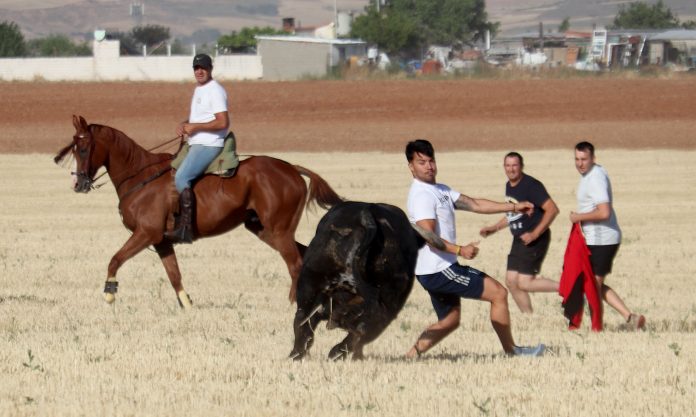 Sin incidentes graves se resolvió este jueves el primer encierro por el campo dentro de las fiestas de Cabanillas. Este viernes, el segundo.