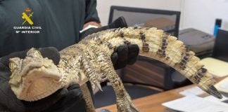 Caimán Yacaré capturado en un pantano de Almansa. REMITIDA / HANDOUT por GUARDIA CIVIL Fotografía remitida a medios de comunicación exclusivamente para ilustrar la noticia a la que hace referencia la imagen, y citando la procedencia de la imagen en la firma 11/7/2025