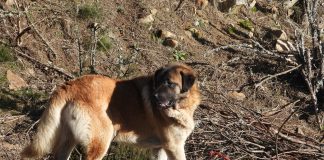 Imagen del mastín esgrimido como prueba por Fapas de que los perros comen ganado.