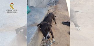 El Seprona investiga a una persona por abandonar a un perro atado al sol en Valdepeñas. REMITIDA / HANDOUT por GUARDIA CIVIL Fotografía remitida a medios de comunicación exclusivamente para ilustrar la noticia a la que hace referencia la imagen, y citando la procedencia de la imagen en la firma 28/7/2025