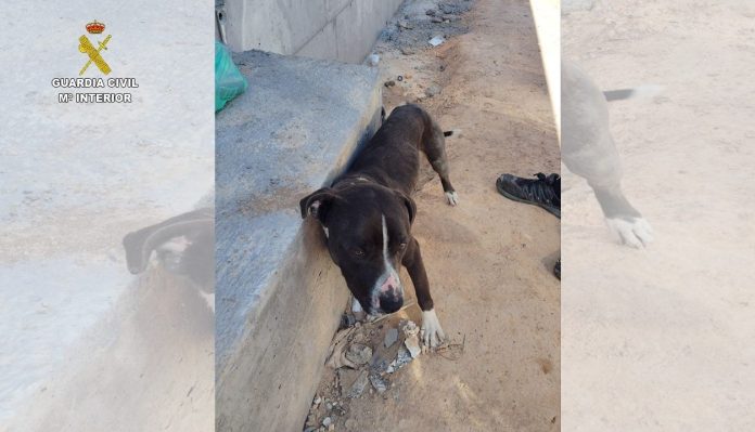 El Seprona investiga a una persona por abandonar a un perro atado al sol en Valdepeñas. REMITIDA / HANDOUT por GUARDIA CIVIL Fotografía remitida a medios de comunicación exclusivamente para ilustrar la noticia a la que hace referencia la imagen, y citando la procedencia de la imagen en la firma 28/7/2025