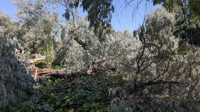 Árboles tronchados y por el suelo en buena parte de loa Jardines del Infantado. (Foto: La Crónica)