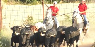 Movidos por el campo van los cuatro toros para el encierro de Brihuega, junto a algunos de sus hermanos, en la ganadería.