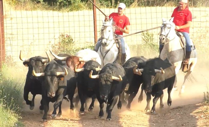 Movidos por el campo van los cuatro toros para el encierro de Brihuega, junto a algunos de sus hermanos, en la ganadería.