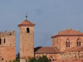 Tumultuosa visita de cigüeñas a Sigüenza en 2019.
