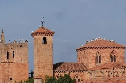 Tumultuosa visita de cigüeñas a Sigüenza en 2019.