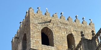 Cigüeñas en lo alto de la catedral de Sigüenza en la mañana del jueves, 7 de agosto de 2025, en fotografía remitida por un lector de LA CRÓNICA.
