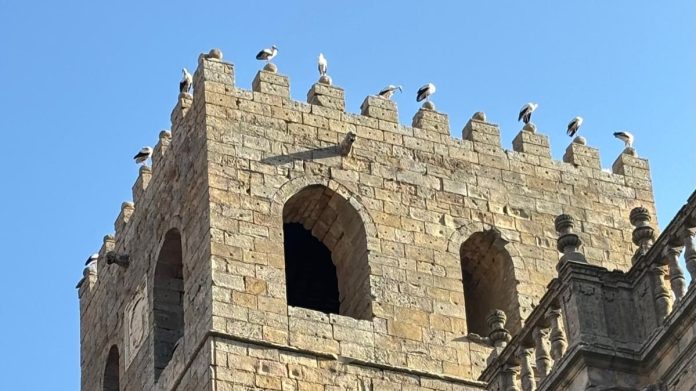 Cigüeñas en lo alto de la catedral de Sigüenza en la mañana del jueves, 7 de agosto de 2025, en fotografía remitida por un lector de LA CRÓNICA.