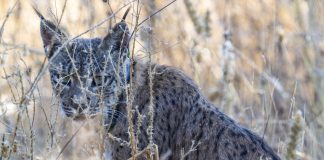 Este es "Uraclio", el lince ibérico detectado en Madrid y que aseguran procede de Guadalajara.