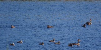 Aves acuáticas en Las Tablas.