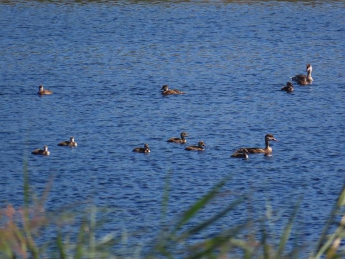 Aves acuáticas en Las Tablas.