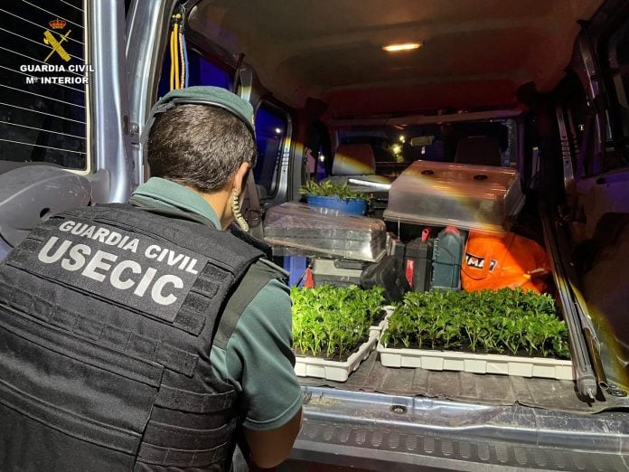 Las plantas de marihuana se encontraban esta vez en una fase muy inicial de crecimiento.
