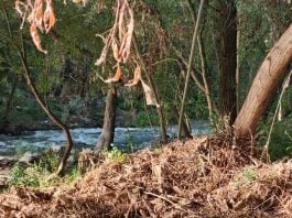 Fotografía del río Henares esgrimida por el PSOE de Guadalajara el 14 de agosto de 2025.