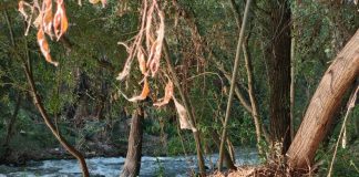 Fotografía del río Henares esgrimida por el PSOE de Guadalajara el 14 de agosto de 2025.