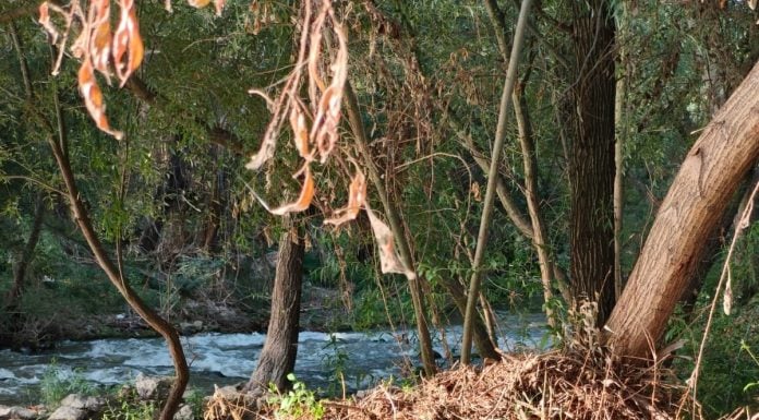 Fotografía del río Henares esgrimida por el PSOE de Guadalajara el 14 de agosto de 2025.