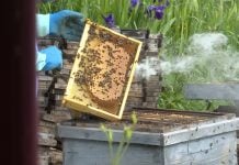 Colmena de Aldea Torronteras, en Escamilla.