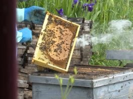 Colmena de Aldea Torronteras, en Escamilla.