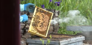 Colmena de Aldea Torronteras, en Escamilla.