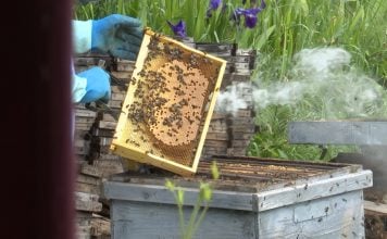 Colmena de Aldea Torronteras, en Escamilla.