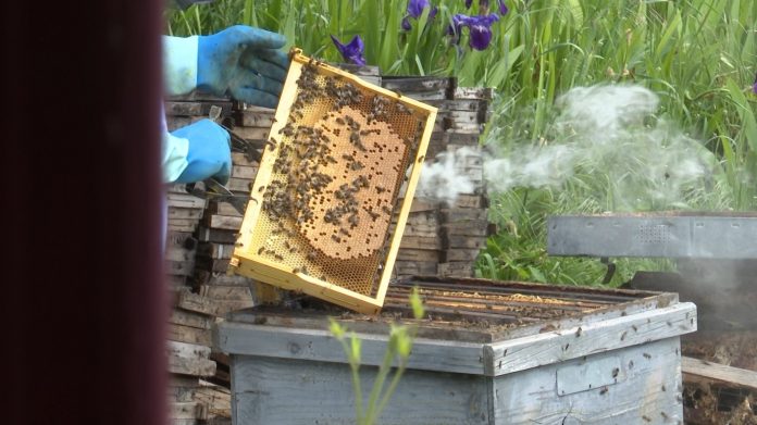 Colmena de Aldea Torronteras, en Escamilla.