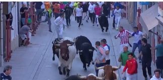 Los toros en la Calle Mayor Alta, donde se han visto situaciones comprometidas. (Foto: CMM Televisión)