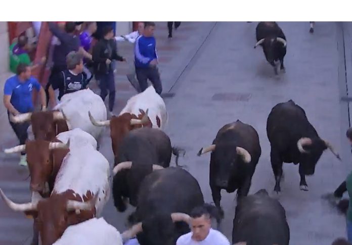La televisión regional, CMM, ha vuelto a ofrecer imágenes emocionantes del encierro de Guadalajara, como esta con el último toro descolgado del resto. (Foto: CMM)