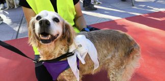 Uno de los participantes en el desfile perruno de las Ferias de Guadalajara de 2025, con su pañuelo morado incluido.