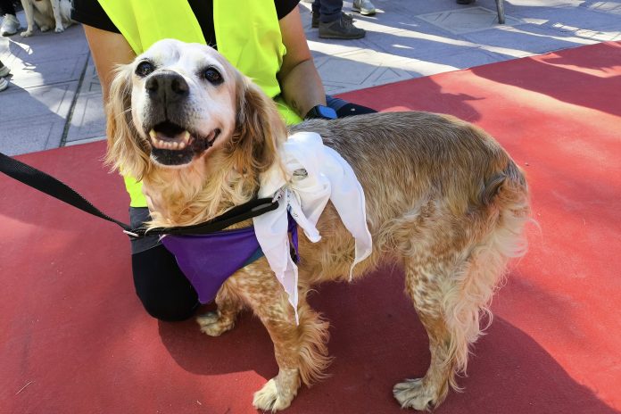 Uno de los participantes en el desfile perruno de las Ferias de Guadalajara de 2025, con su pañuelo morado incluido.