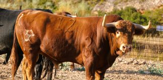 "Esturión", uno de los novillos de Polo Sáiz para El Casar.