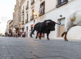 La Federación Taurina de Guadalajara será premiada en el Día de la Región El primer encierro a la altura del Jardinillo, en fotografía de Luis Díaz Viejo.
