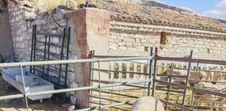 oveja lluvia bonica cmm