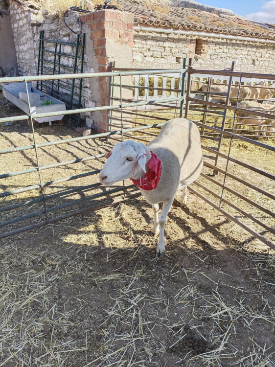 oveja lluvia bonica cmm