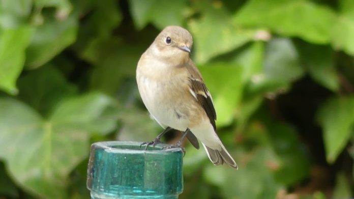 El pajarillo que coprotagoniza esta historia de El Paseante. (Foto: La Crónic@)