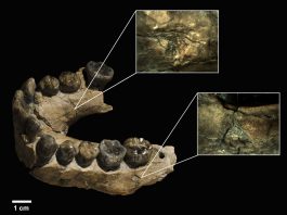 Homo habilis dentadura