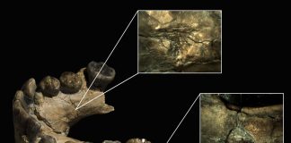 Homo habilis dentadura
