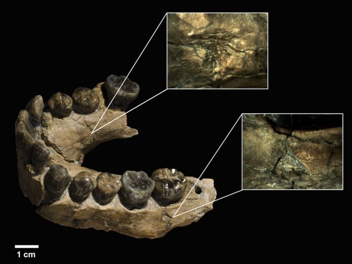 Homo habilis dentadura