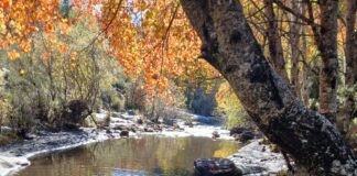 Imagen del río Jarama aportada por Ecologistas en Acción.