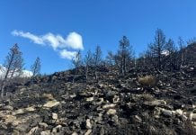 Tras el paso del fuego, el Pico del Lobo se ha convertido en un paraje en gran parte desolado. (Foto: H.H. para La Crónic@)