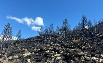 Tras el paso del fuego, el Pico del Lobo se ha convertido en un paraje en gran parte desolado. (Foto: H.H. para La Crónic@)