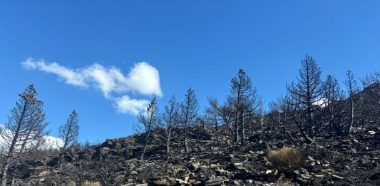 Tras el paso del fuego, el Pico del Lobo se ha convertido en un paraje en gran parte desolado. (Foto: H.H. para La Crónic@)