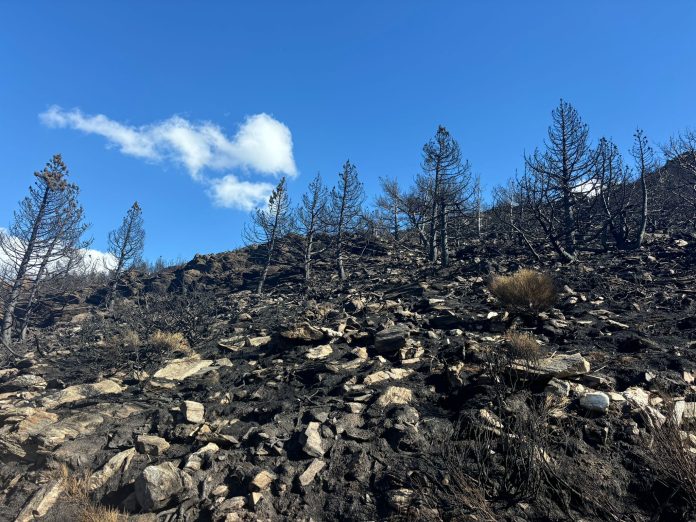 Tras el paso del fuego, el Pico del Lobo se ha convertido en un paraje en gran parte desolado. (Foto: H.H. para La Crónic@)