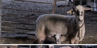 "Rogelia", la oveja de Cendejas de Enmedio que busca hacerse famosa en la televisión. (Foto: CMM)