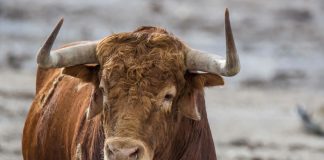 Encontrado el toro de Romancos Toro bravo.