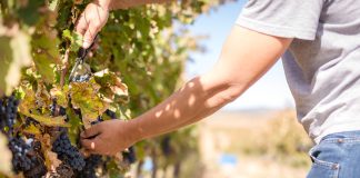 Vendimia en la Finca Río Negro.
