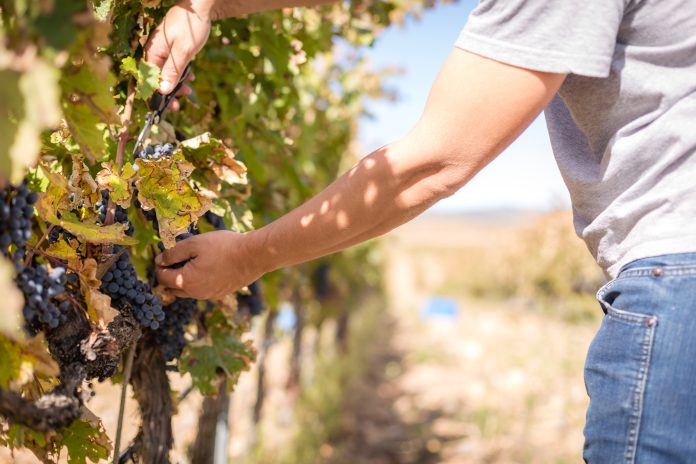 Vendimia en la Finca Río Negro.