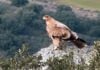Águila imperial como la muerta de un disparo en un coto de Toledo; el supuesto responsable ha sido detenido.