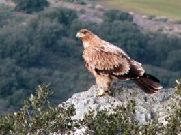 Águila imperial como la muerta de un disparo en un coto de Toledo; el supuesto responsable ha sido detenido.