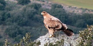 Águila imperial como la muerta de un disparo en un coto de Toledo; el supuesto responsable ha sido detenido.